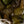 Load image into Gallery viewer, Green Opal