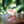 Load image into Gallery viewer, Rose quartz rough Reiki Charged