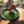 Load image into Gallery viewer, Polyresin Incense Holder - Mushrooms