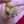 Load image into Gallery viewer, Spirit Animal 1.25-inch dino