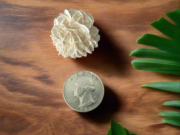 Desert Rose Selenite