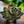 Load image into Gallery viewer, Aluminum Buddha Lotus Incense Holder
